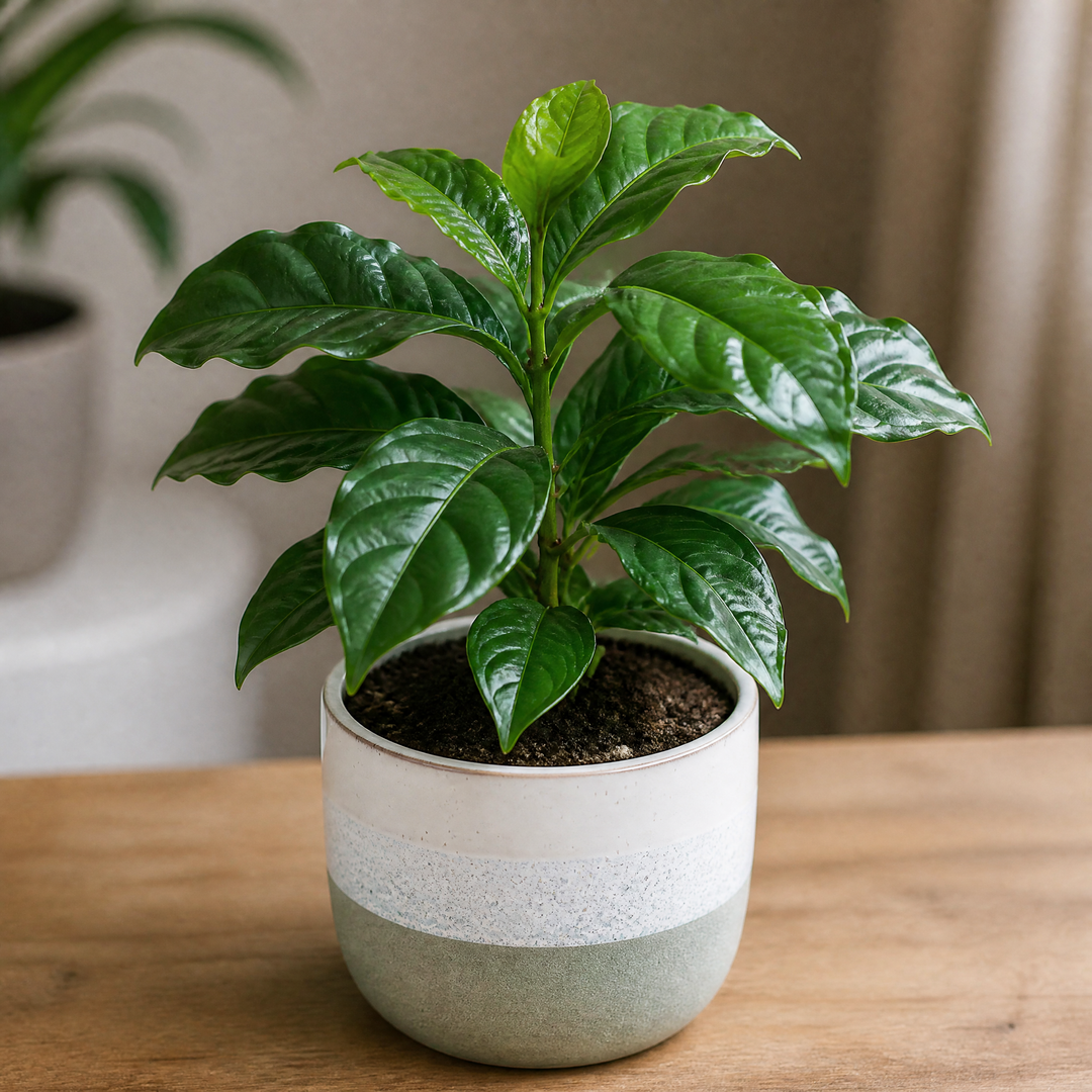 Coffee Arabica – Indoor Coffee Plant for Home & Office (12cm Pot) Plants By Post