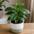 Coffee Arabica – Indoor Coffee Plant for Home & Office (12cm Pot) Plants By Post