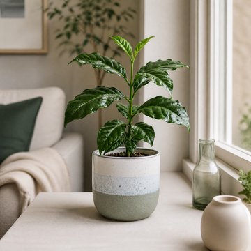 Coffee Arabica – Indoor Coffee Plant for Home & Office (12cm Pot) Plants By Post