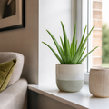 Aloe Vera Plant 12cm Pot for Indoors - Medicinal Houseplant Plants By Post