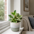 Peperomia Obtusifolia Variegated Radiator Plant 12cm Pot Plants By Post