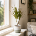 Dracaena Marginata Dragon Tree - 12cm Tropical Houseplant Generic