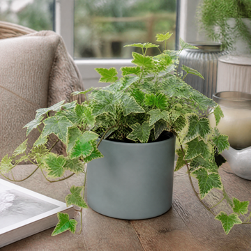Hedera Variegated Ivy 12cm Pot Plants By Post