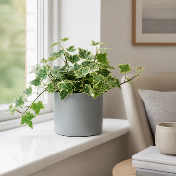 Hedera Variegated Ivy 12cm Pot Plants By Post