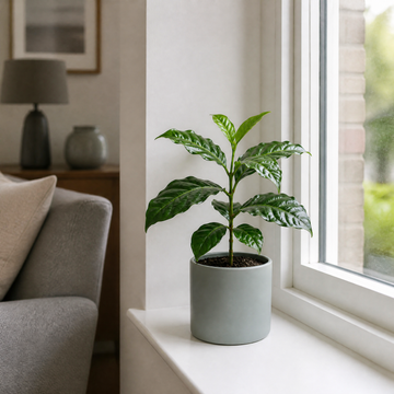 Coffee Arabica – Indoor Coffee Plant for Home & Office (12cm Pot) Plants By Post