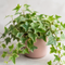 Matt Pink Ceramic Pot