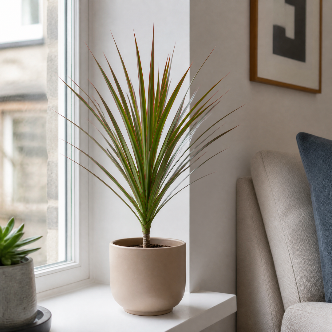 Dracaena Marginata Dragon Tree - 12cm Tropical Houseplant Generic