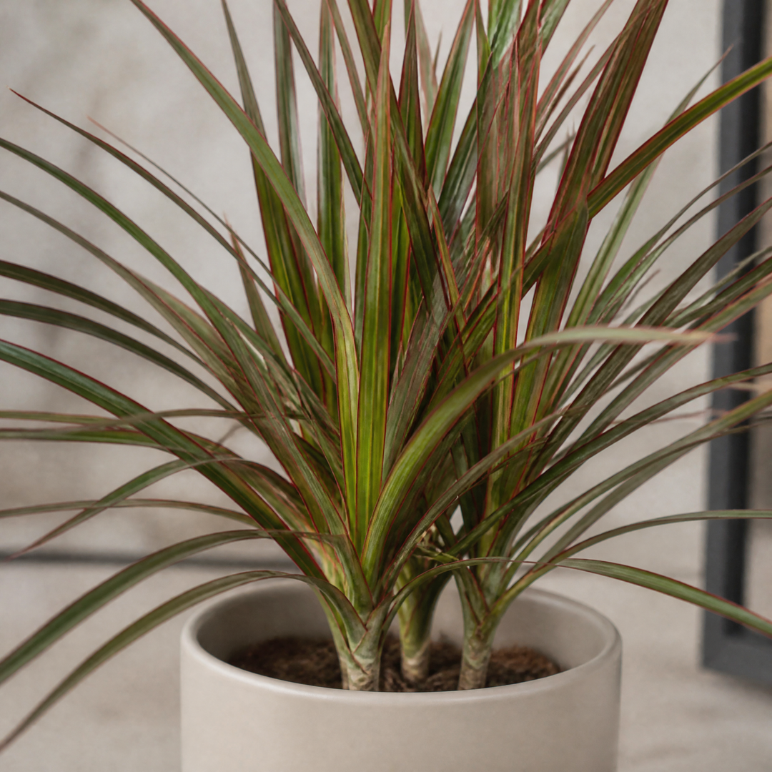 Dracaena Marginata Dragon Tree - 12cm Tropical Houseplant Generic