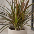 Dracaena Marginata Dragon Tree - 12cm Tropical Houseplant Generic