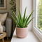 Matt Pink Ceramic Pot