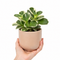 Matt Pink Ceramic Pot