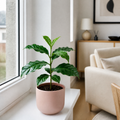 Coffee Arabica – Indoor Coffee Plant for Home & Office (12cm Pot) Plants By Post