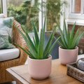 Aloe Vera Plant 12cm Pot for Indoors - Medicinal Houseplant Plants By Post