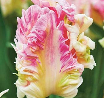 Tulip 'Cabanna' (15 Bulbs) Plants By Post