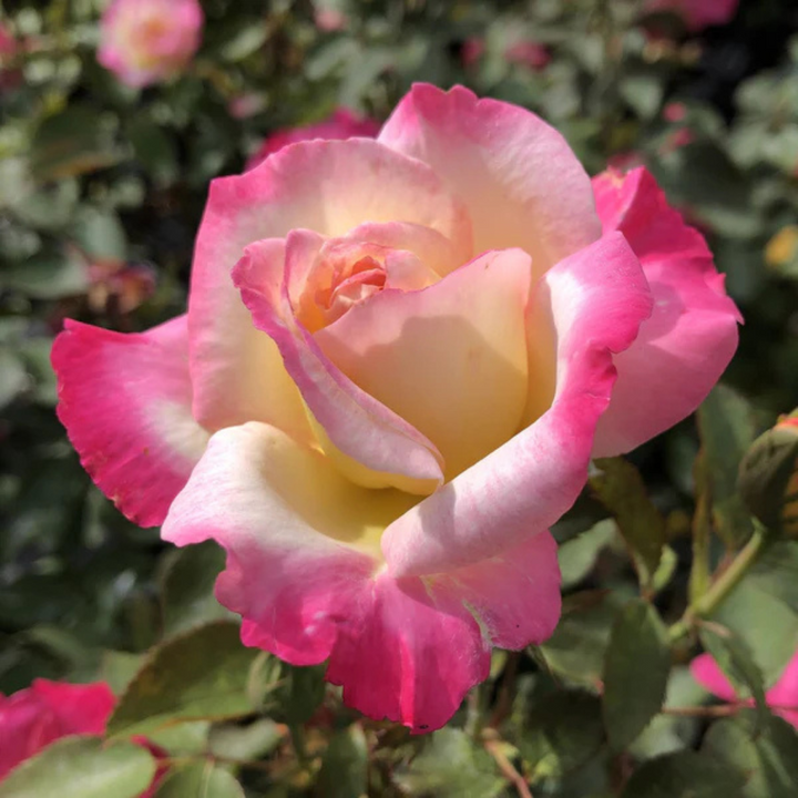 Rose You’re My Everything – 5.5L Pot – Romantic Gift Rose Plants By Post