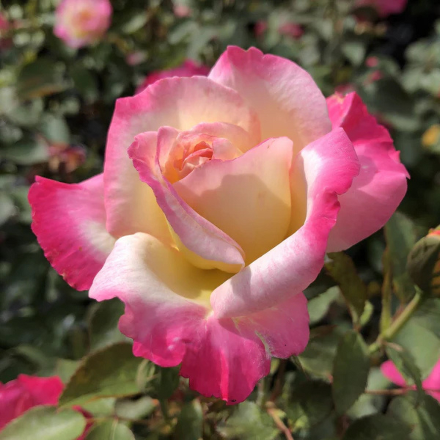 Rose You’re My Everything – 5.5L Pot – Romantic Gift Rose Plants By Post