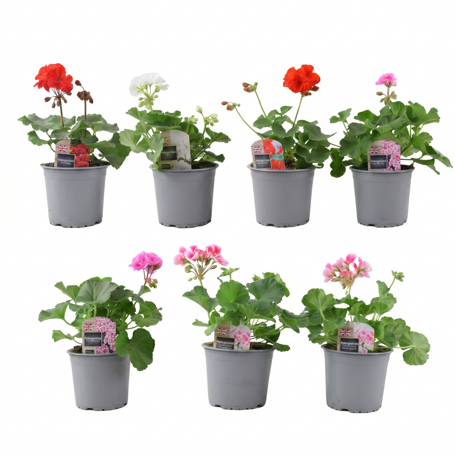 Zonal Geranium Upright Mixed Colours – Set of 2 x 1L Potted Plants Plants By Post