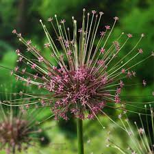 Allium 'Schubertii' (5 Bulbs) The Rose Press Garden