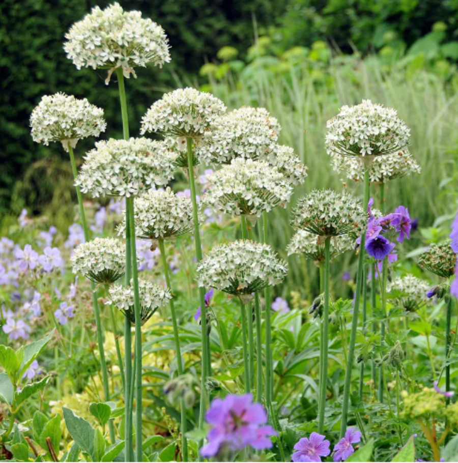 Allium 'Nigrum' (10 x Bulbs) The Rose Press Garden