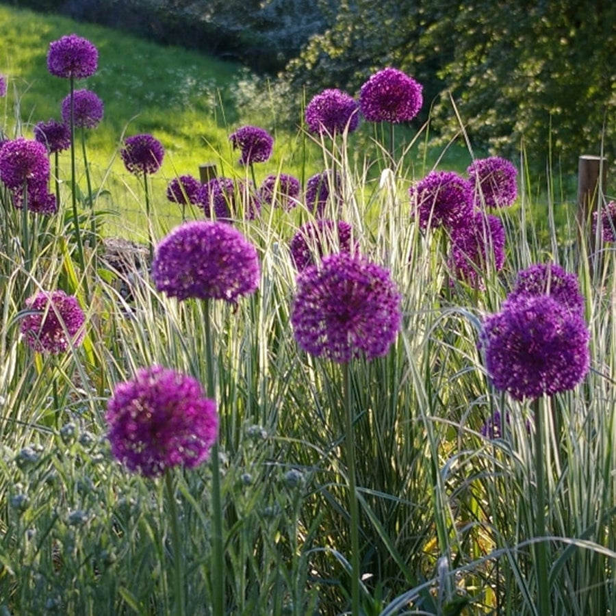 Allium 'Purple Sensation' (25 Bulbs) The Rose Press Garden