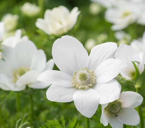 Anemone White & Blue Mix (20 Corms) Plants By Post