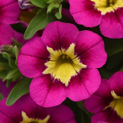 Calibrachoa Bumble Bee Hot Pink 9cm In Recyclable Pots x 3 Plants