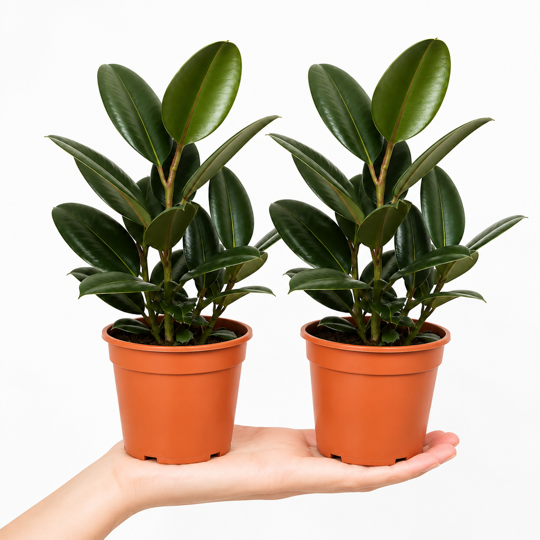 Ficus Robusta Rubber Plant 12cm Pot – Easy Care Indoor Houseplant Plants By Post