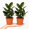 Ficus Robusta Rubber Plant 12cm Pot – Easy Care Indoor Houseplant Plants By Post