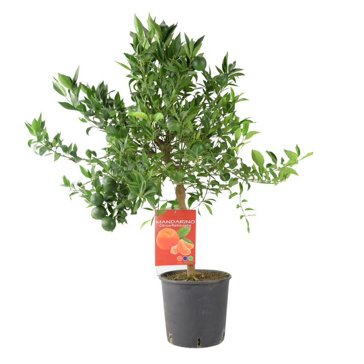 citrus-mandarin