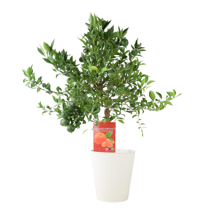 Citrus Mandarin Tree in 5L Pot – Easy to Grow, Fragrant & Fruiting Plants By Post