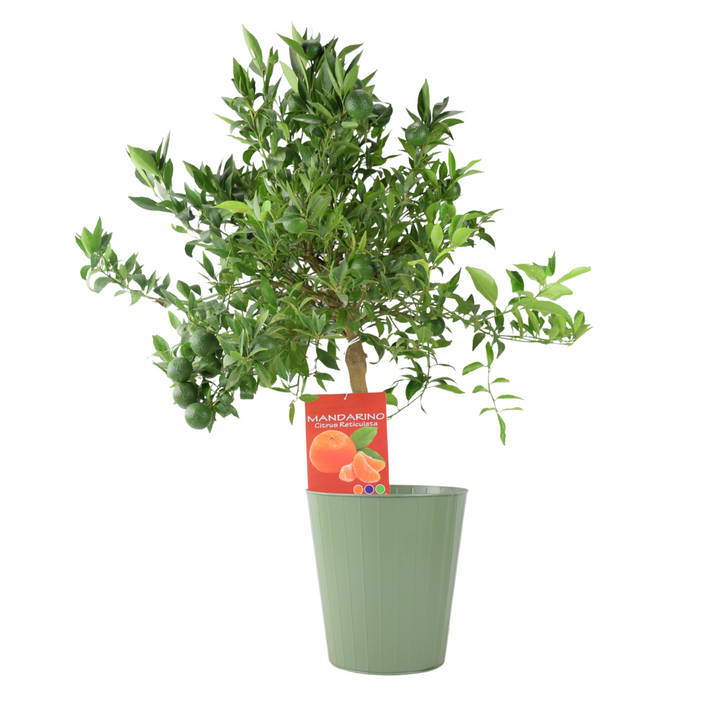 citrus-mandarin