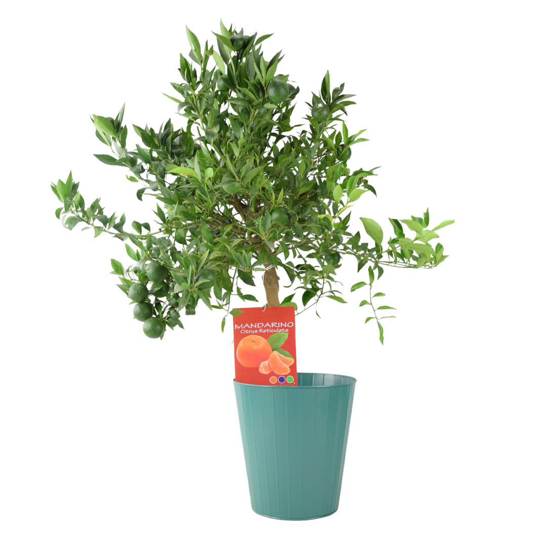 Citrus Mandarin Tree in 5L Pot – Easy to Grow, Fragrant & Fruiting Plants By Post