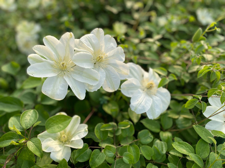 Clematis Guernsey Cream in 3L Pot
