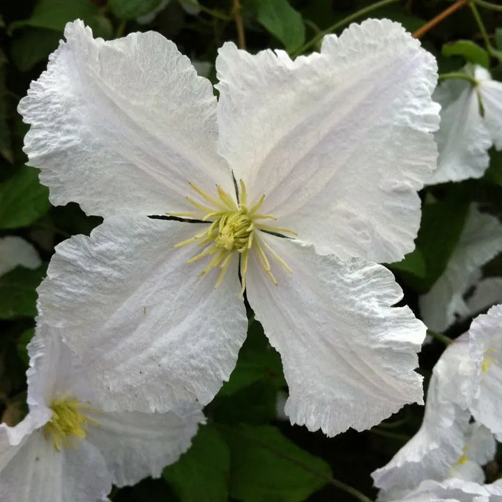 Clematis Prince George 3L pot