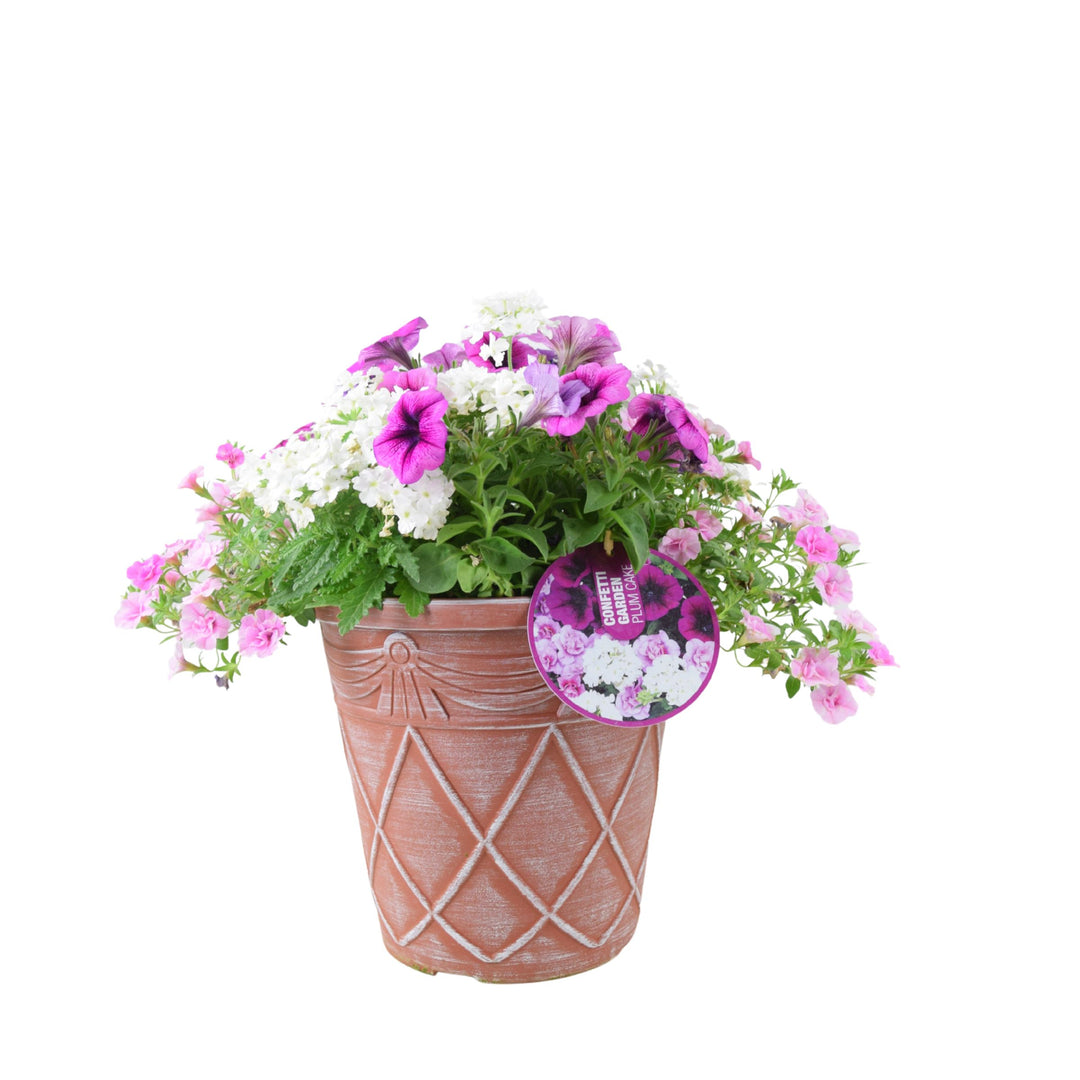Ready planted Confetti Garden Plum Cake flower arrangement in decorative outdoor patio pot