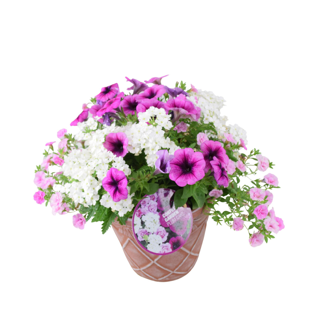 Confetti Garden Plum Cake planter featuring cascading pink calibrachoa, white verbena and purple petunias
