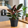 Ficus Abidjan Rubber Plant 5L – Dark Burgundy Indoor Houseplant Plants By Post