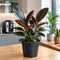Nursery Pot