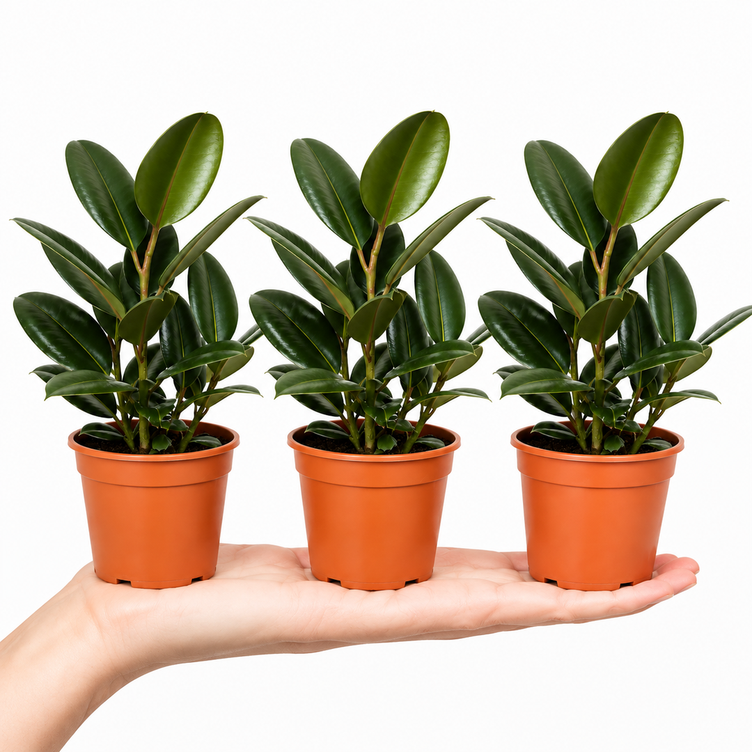 Ficus Robusta Rubber Plant 12cm Pot – Easy Care Indoor Houseplant Plants By Post