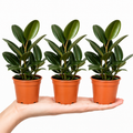 Ficus Robusta Rubber Plant 12cm Pot – Easy Care Indoor Houseplant Plants By Post