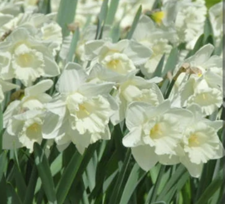 Daffodil 'Mount Hood' (10 Bulbs) The Rose Press Garden