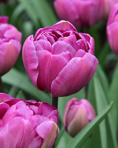 Tulipa Blue Diamond (15 bulbs) – Violet-Purple Peony-Style Tulips The Rose Press Garden