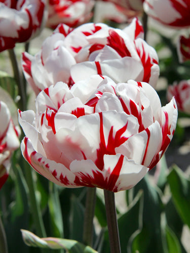 Tulipa Carnaval de Nice (15 bulbs) – Striking Red and White Tulips The Rose Press Garden