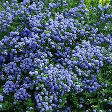 Ceanothus 'Blue Mound' California Lilac Evergreen Blue Flowering Shrub 2L Pot The Rose Press Garden