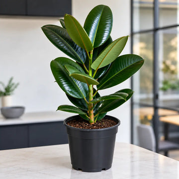 Ficus Robusta Rubber Plant 5L Plants By Post