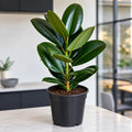 Ficus Robusta Rubber Plant 5L Plants By Post