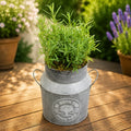 Rosemary in a Milk Churn with Moss Finish – Rustic Herb Garden Plant plants by post