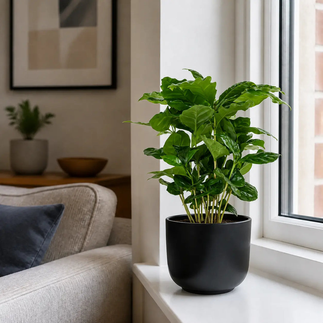 Coffee Arabica – Indoor Coffee Plant for Home & Office (12cm Pot) Plants By Post