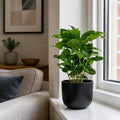 Coffee Arabica – Indoor Coffee Plant for Home & Office (12cm Pot) Plants By Post