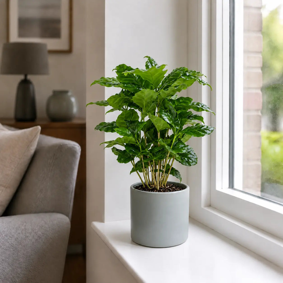 Coffee Arabica – Indoor Coffee Plant for Home & Office (12cm Pot) Plants By Post